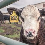 Close Grazing of livestock